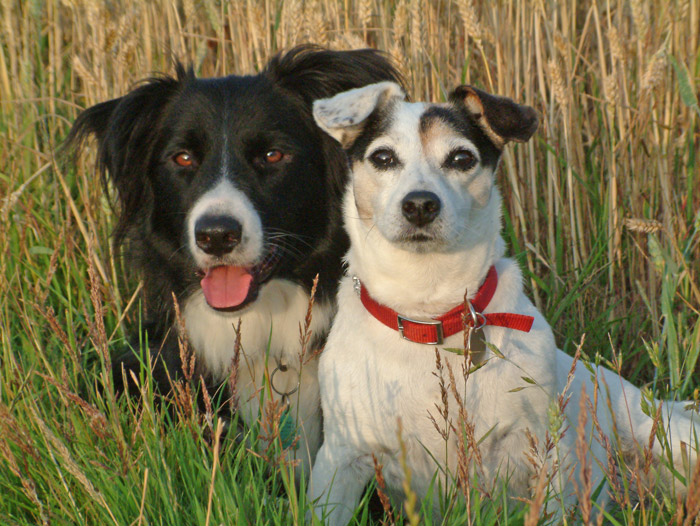 Evening walk with the dogs by SundayL